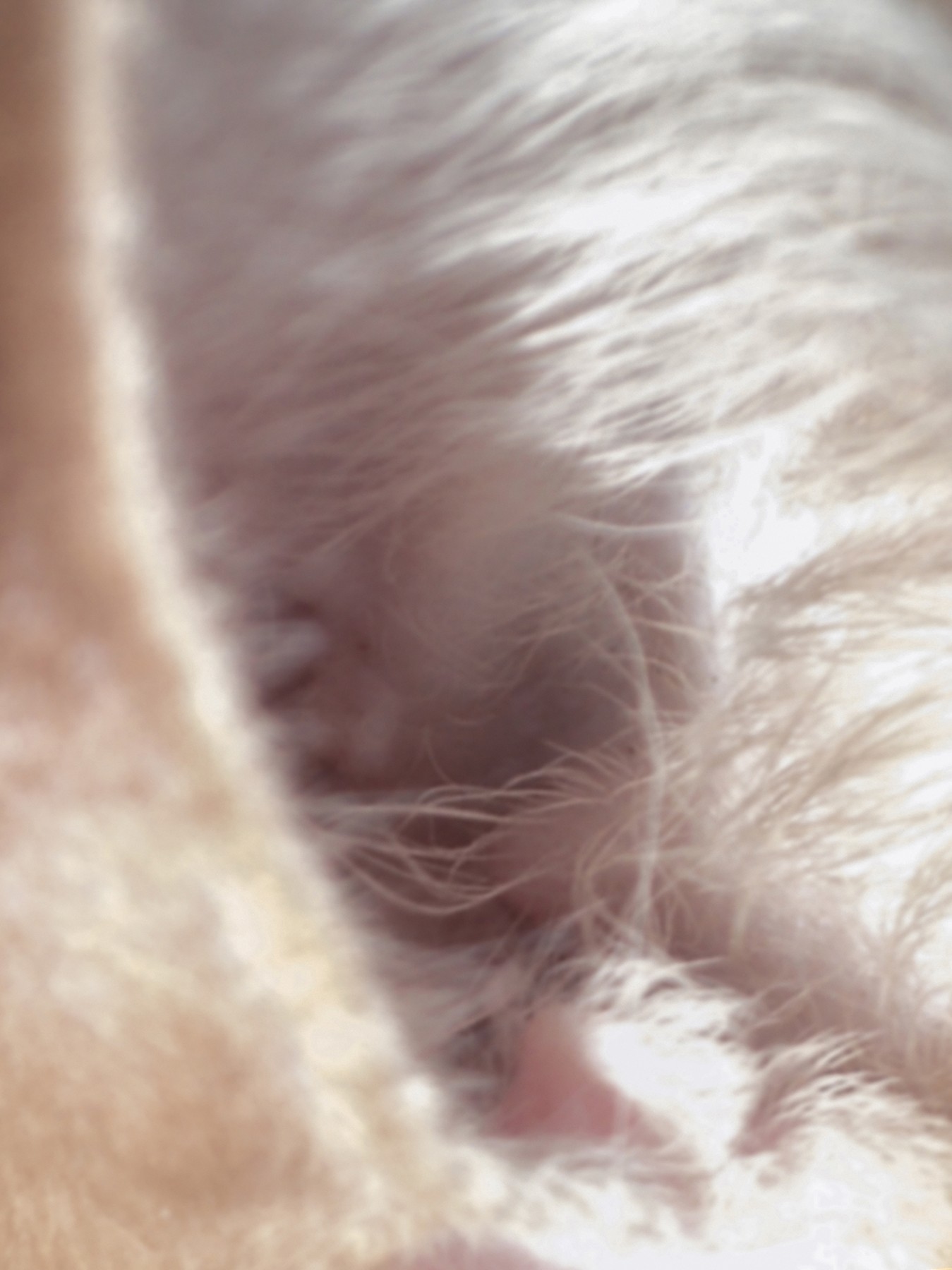 Nika_Sandler_My Nonhuman Friends_06