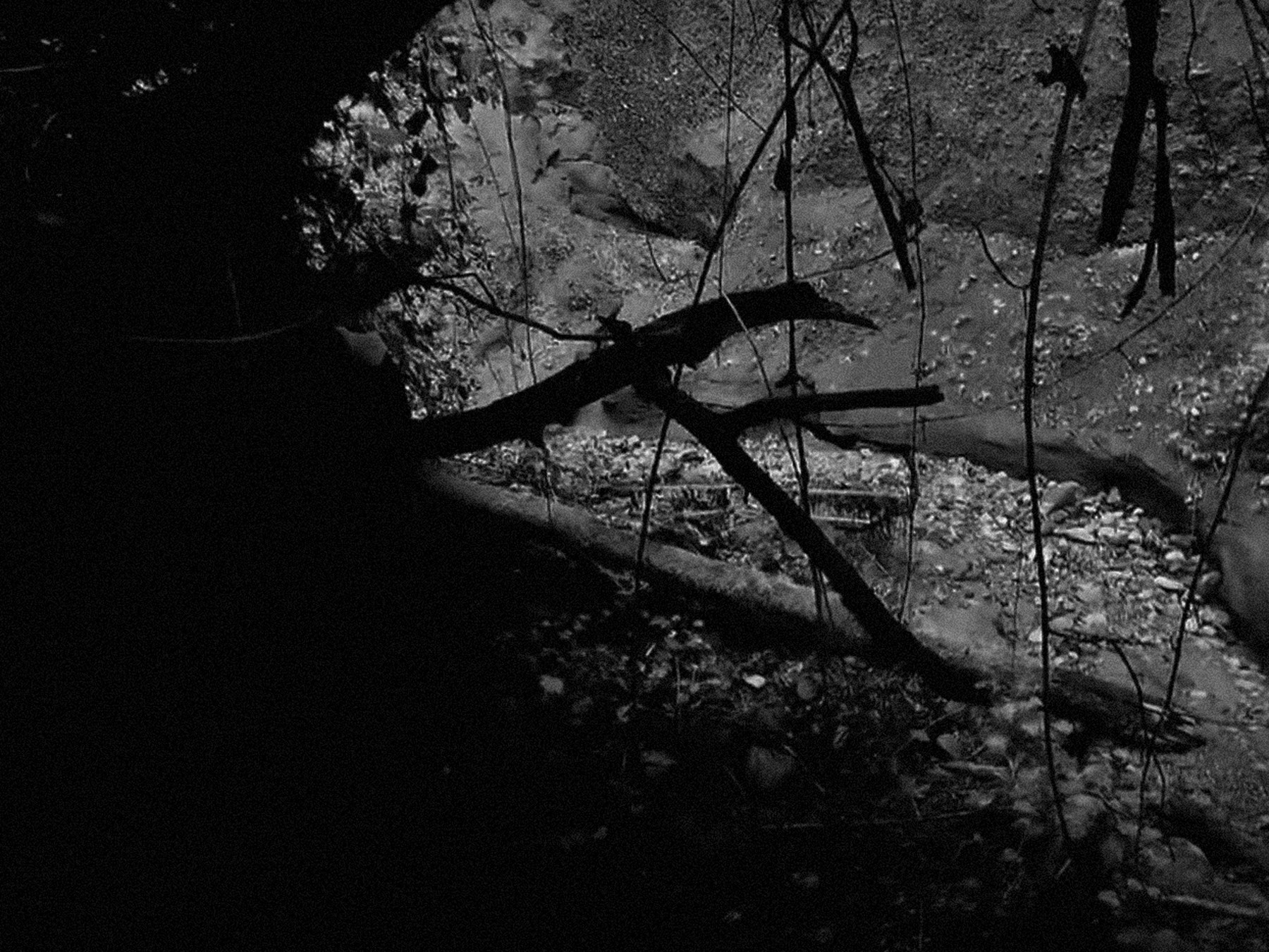 Nika_Sandler_My Nonhuman Friends_07