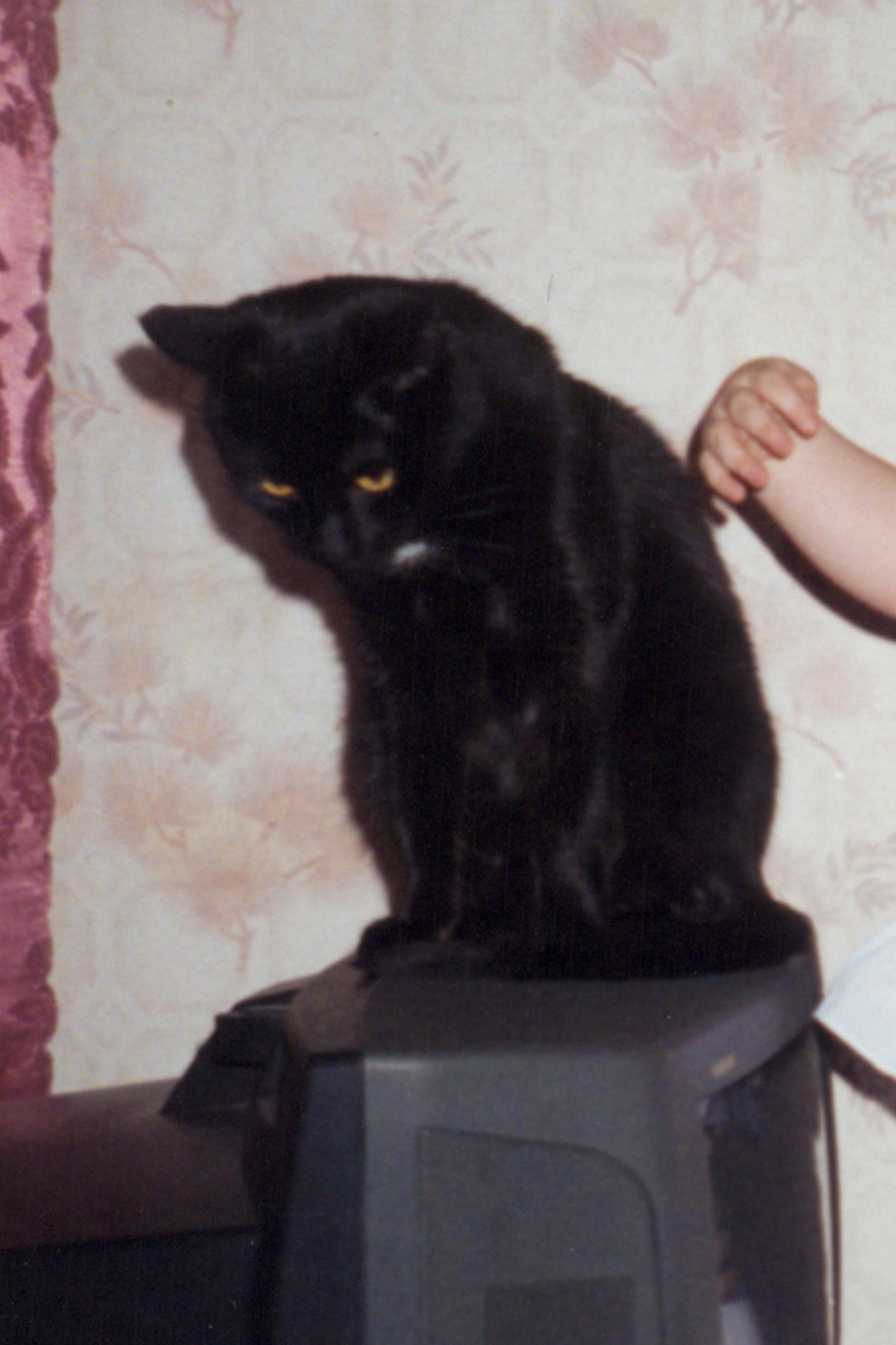 Nika_Sandler_My Nonhuman Friends_22