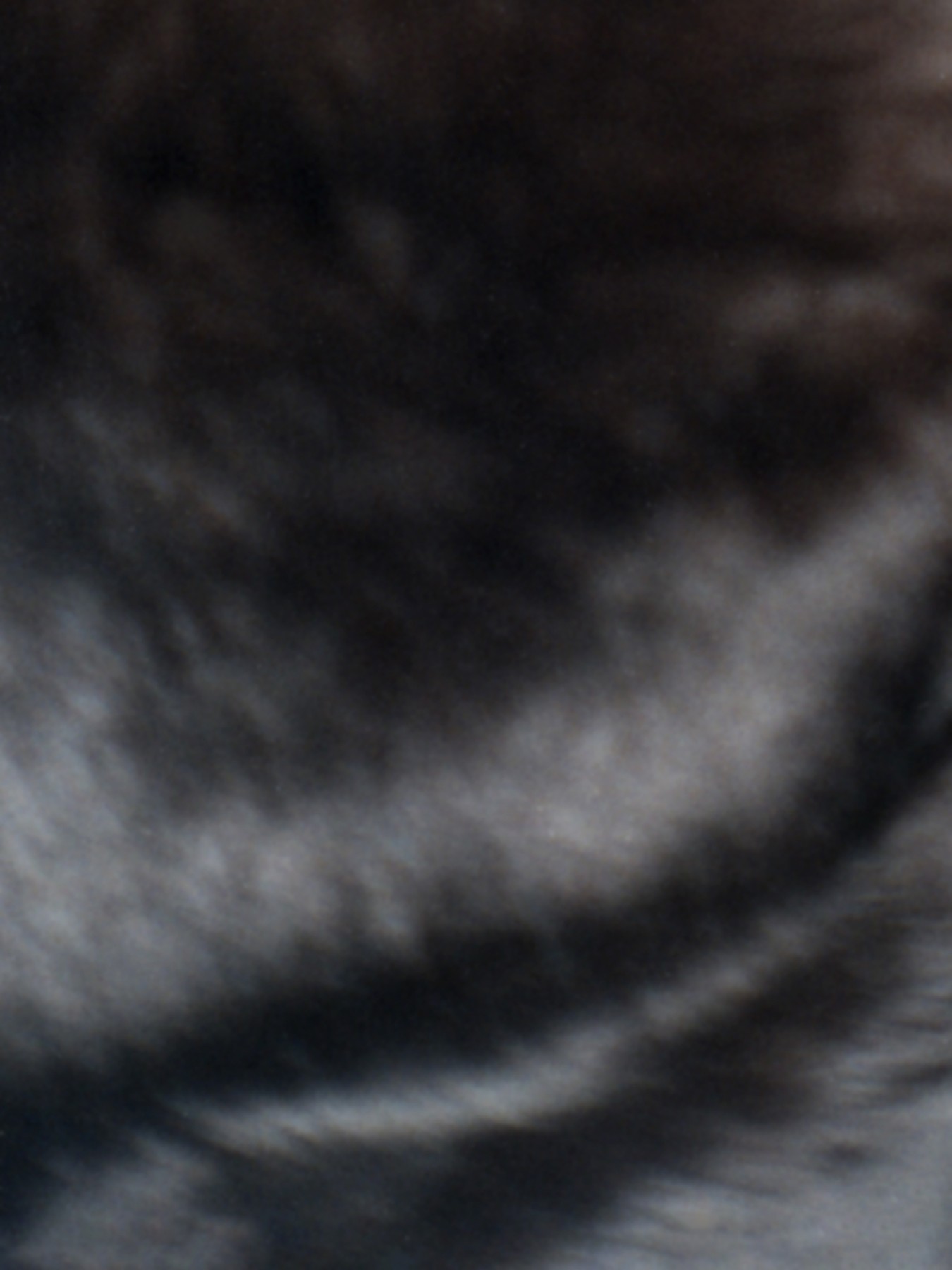 Nika_Sandler_My Nonhuman Friends_32