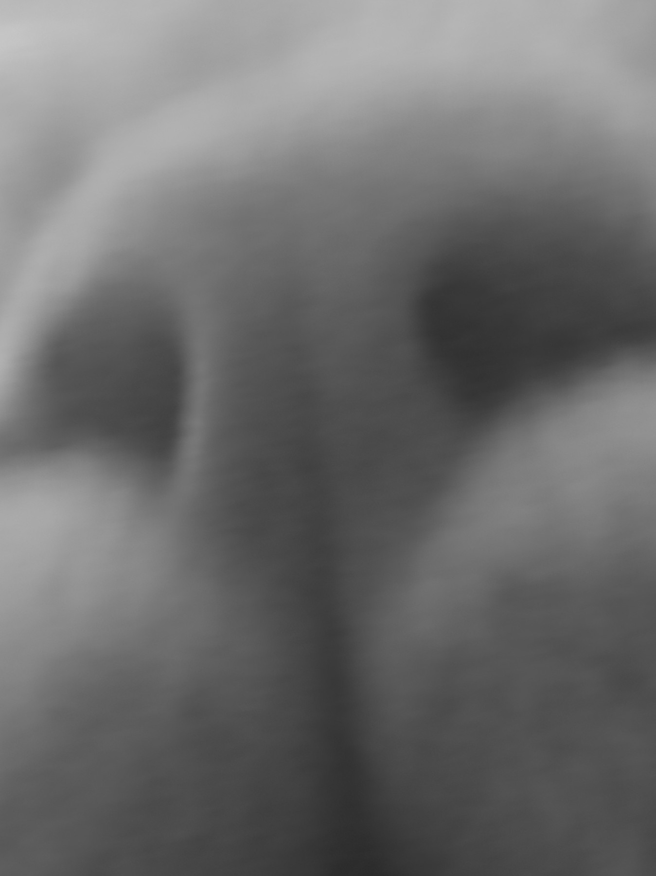 Nika_Sandler_My Nonhuman Friends_41