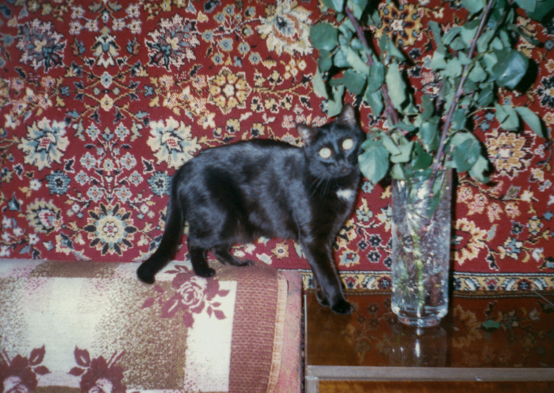 Nika_Sandler_My Nonhuman Friends_44