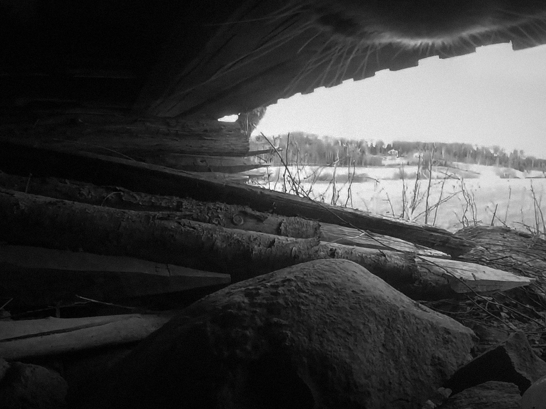 Nika_Sandler_My Nonhuman Friends_48
