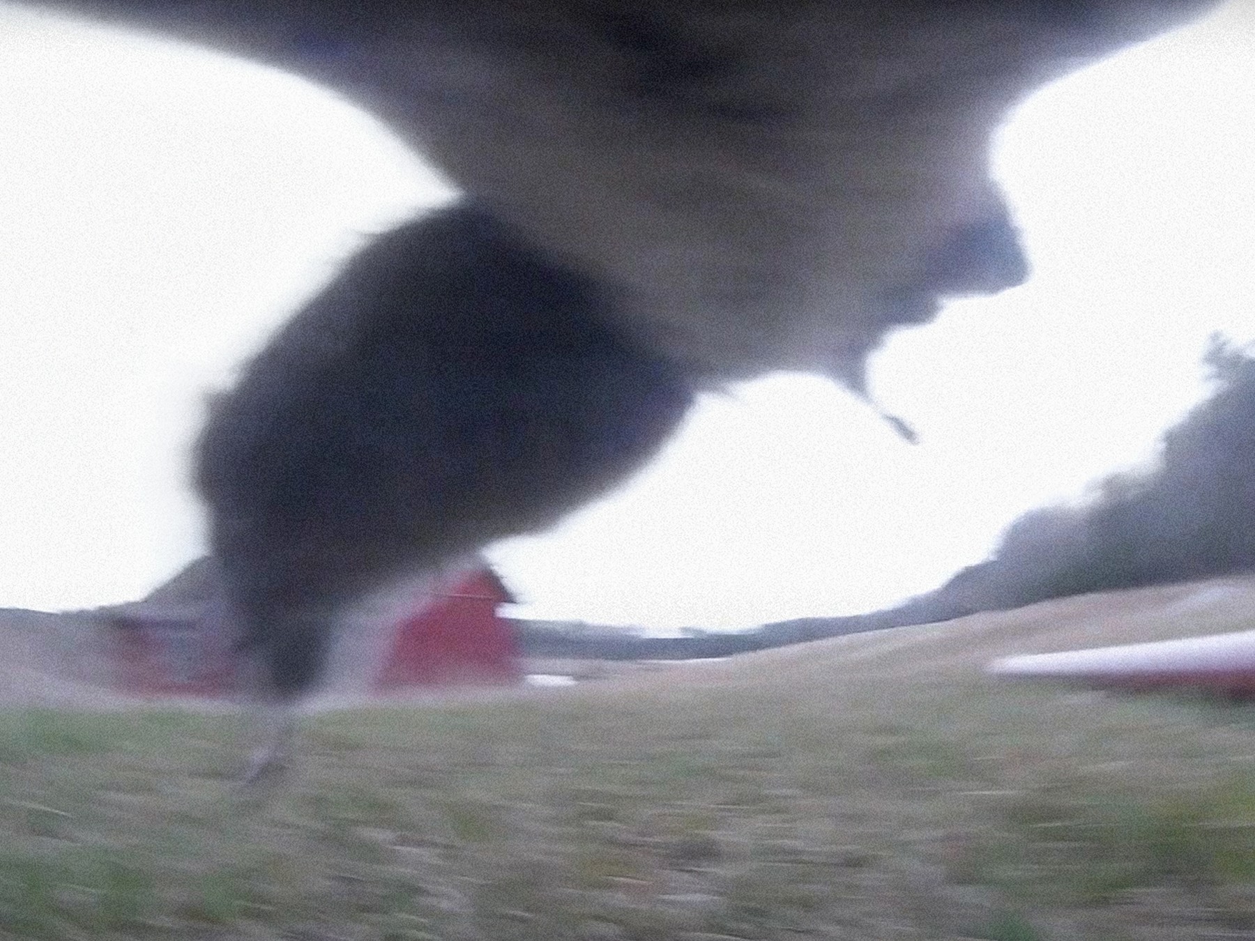 Nika_Sandler_My Nonhuman Friends_49