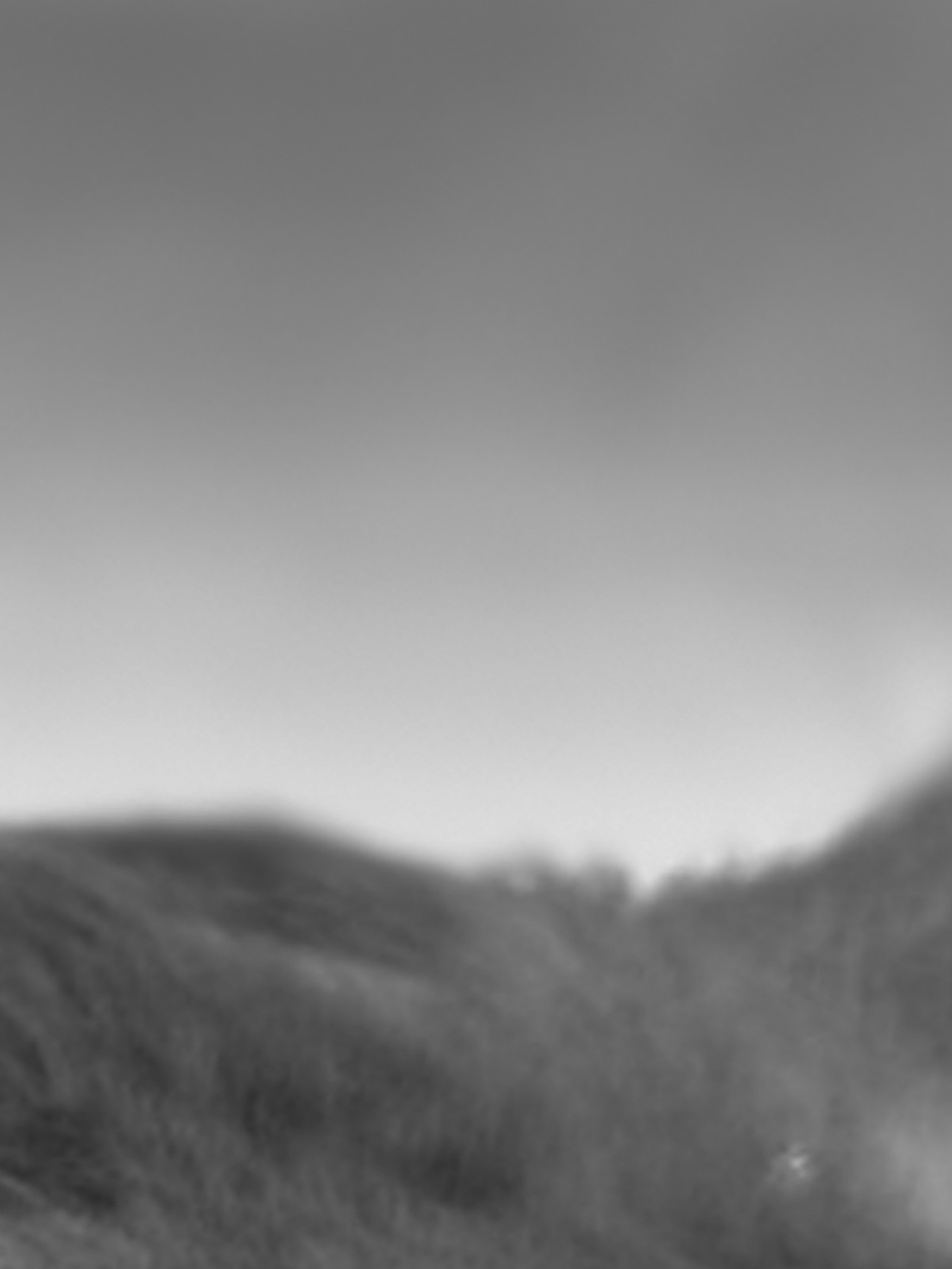 Nika_Sandler_My Nonhuman Friends_67